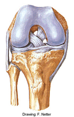 Netter's Knee Anatomy